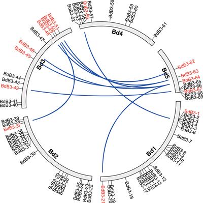 Identification of Brachypodium distachyon B3 genes reveals that BdB3-54 regulates primary root growth